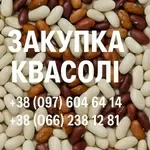 Купуємо квасолю білу та кольорову. Самовивіз