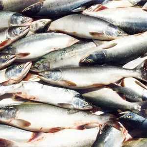 Свежемороженая рыба и прочие морепродукты