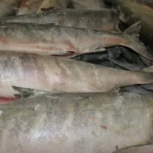 Охлажденный и свежемороженный лосось (Oncorhynchus keta),  (Salmo Salar