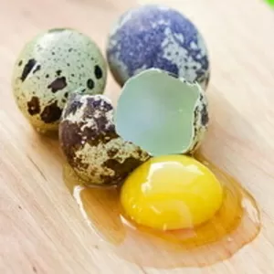 свежие перепелиные яйца по 50 копеек