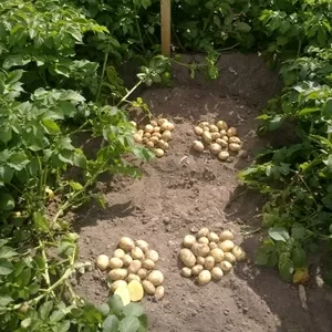семенной картофель для Профессионалов Сумской области