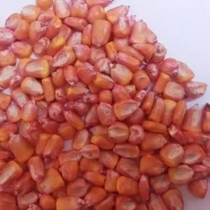 Семенное хозяйство реализует семена гибридов F1 кукурузы