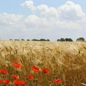 «НАШ КРАЙ»,  М. СУМИ. ЗА ЧЕСНИЙ РІДНИЙ КРАЙ!