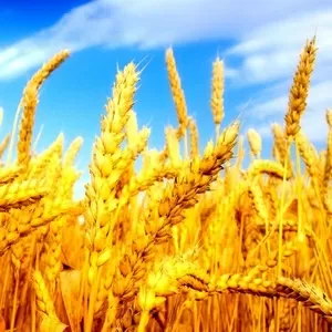 Продам пшеницу фураж 6 кл. 85 т.
