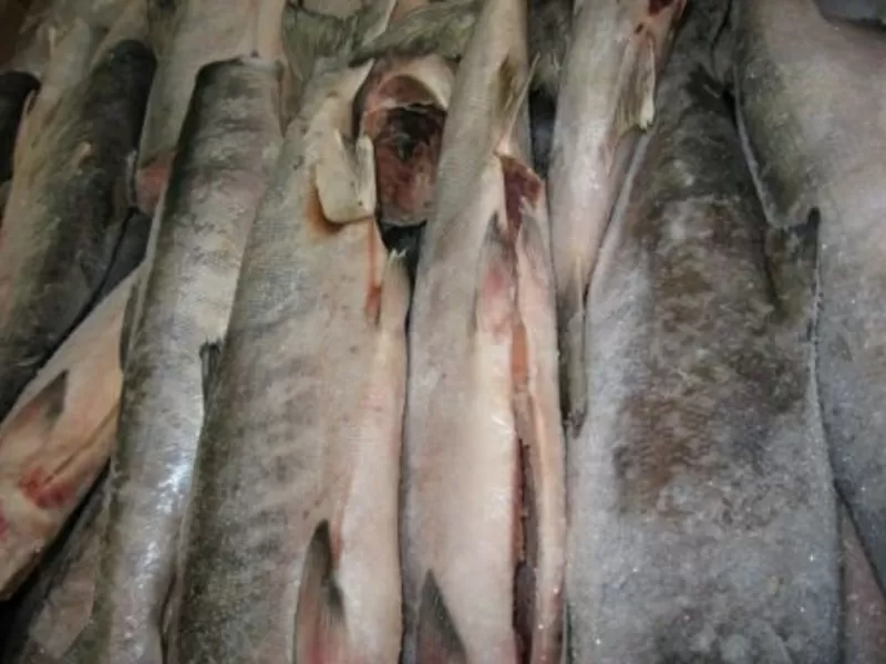 Охлажденный и свежемороженный лосось (Oncorhynchus keta),  (Salmo Salar 2