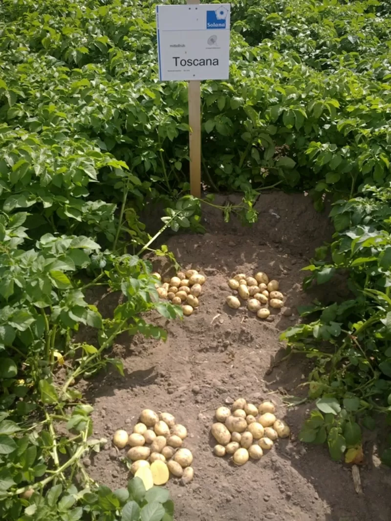 семенной картофель для Профессионалов Сумской области