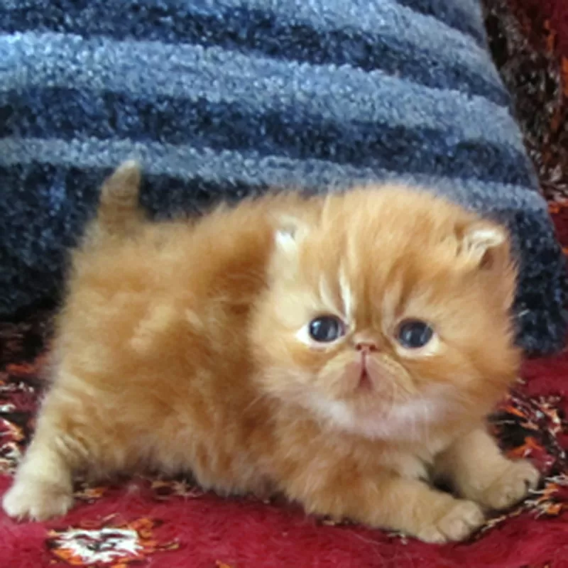 Рыжики персидские экстремальные котята 2