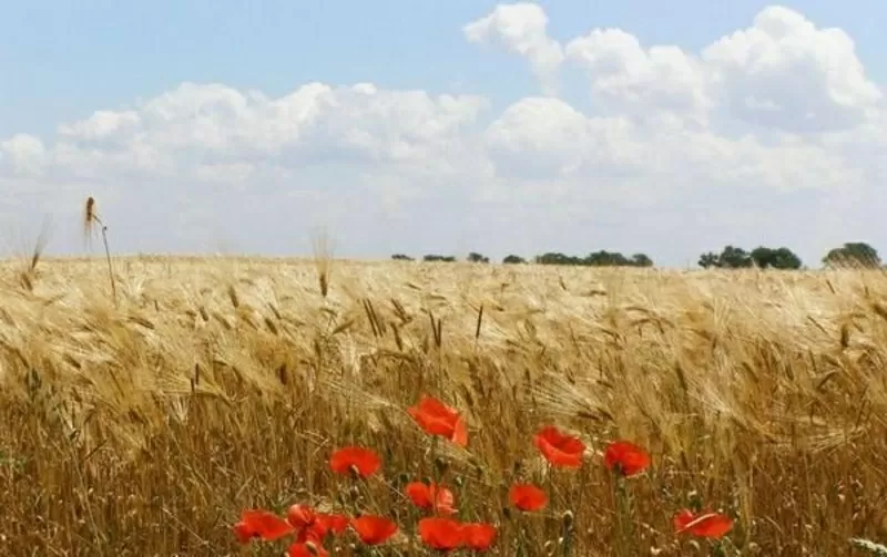 «НАШ КРАЙ»,  М. СУМИ. ЗА ЧЕСНИЙ РІДНИЙ КРАЙ!