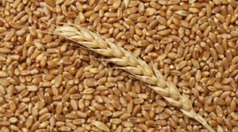 Продаем пшеницу 2 кл и 3 кл