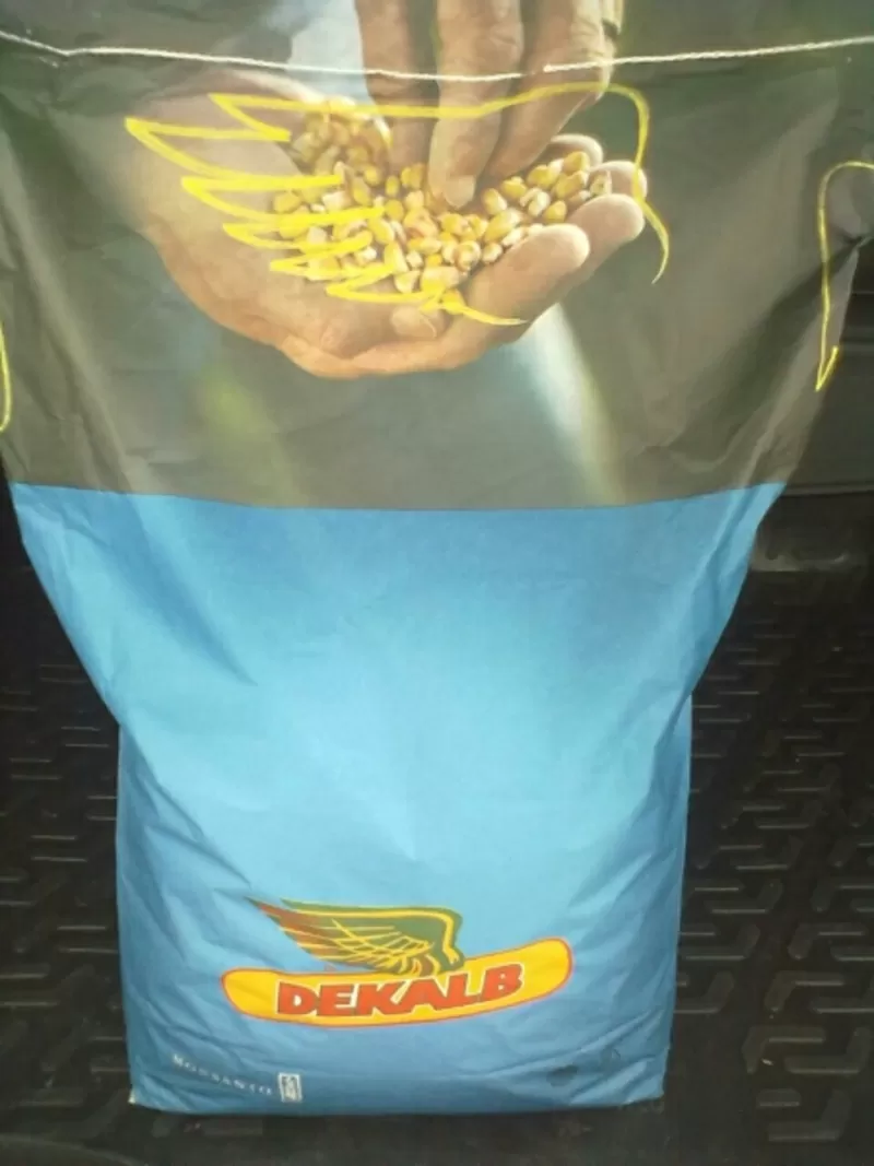 Семена кукурузы Monsanto Dekalb (Монсанто). Оригинал