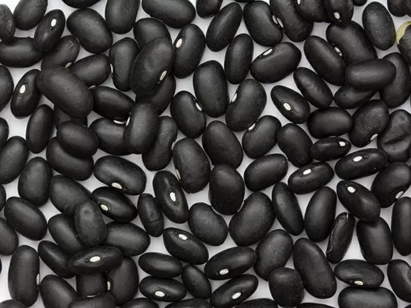 Сортова квасоля. Доставка по Україні. Різні сорти.